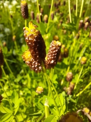 Trifolium spadiceum