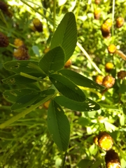 Trifolium spadiceum