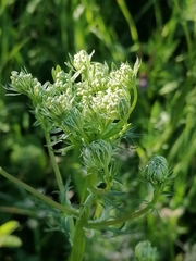 Aulacospermum anomalum