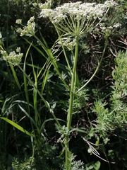 Aulacospermum anomalum