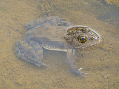 Lithobates montezumae