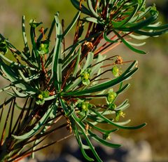 Euphorbia loricata