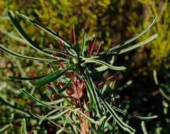 Euphorbia loricata