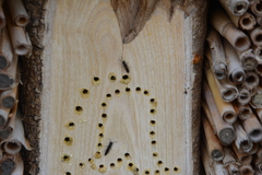 Sapygina decemguttata