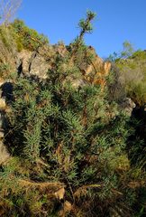 Euphorbia loricata