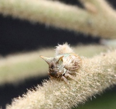 Alosextius carinatus
