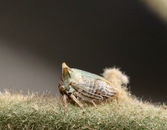Alosextius carinatus