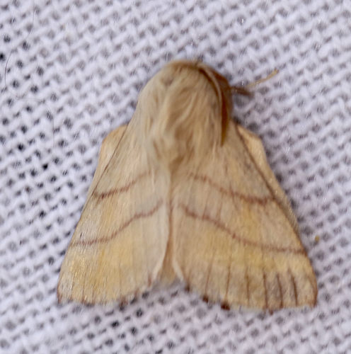Malacosoma neustria