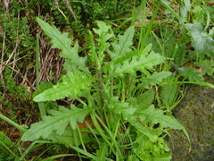 Senecio biserratus