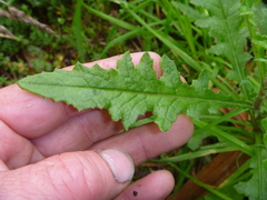 Senecio biserratus