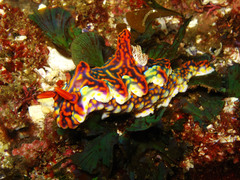 Miamira flavicostata