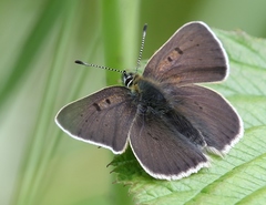 Lycaena tityrus subalpina