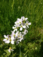 Cardamine pratensis