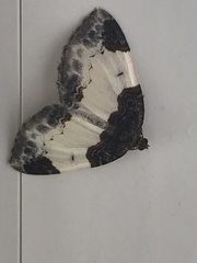 Mesoleuca albicillata