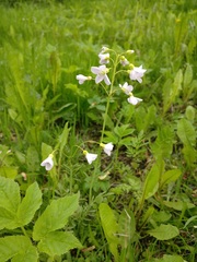 Cardamine pratensis