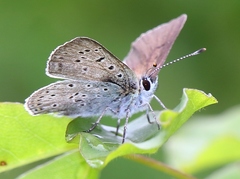 Lycaena tityrus subalpina