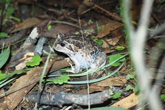 Limnodynastes dumerilii dumerilii