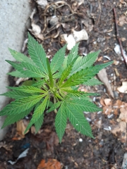 Cannabis sativa spontanea