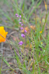 Streptanthus glandulosus pulchellus