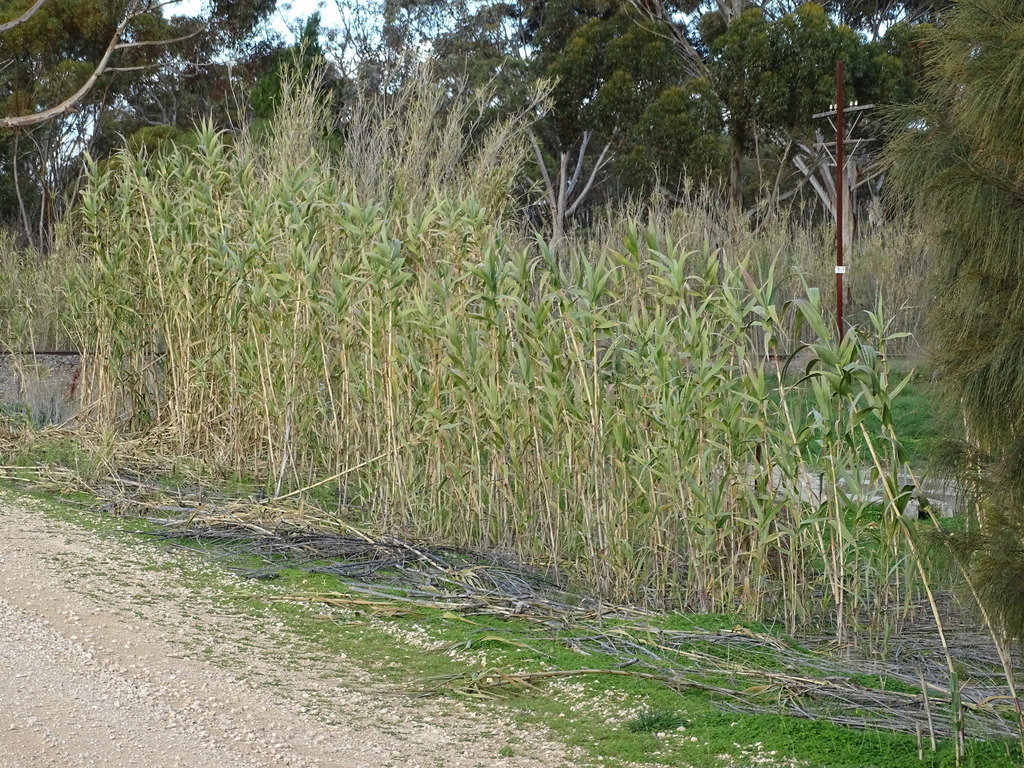 giant reed from Callington SA 5254, Australia on June 27, 2020 at 05:00 ...