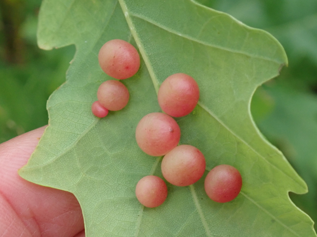 Pea Gall Wasp, photo 1 of 8