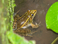 Lithobates neovolcanicus