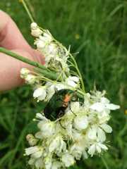 Cetonia aurata