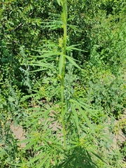 Cannabis sativa