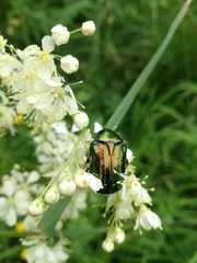 Cetonia aurata