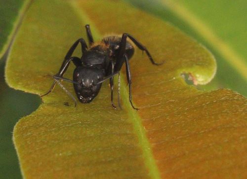 Darwin's Sugar Ant