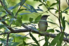 Helopsaltes fasciolatus