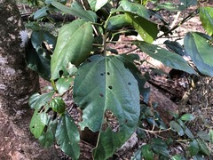 Dendrocnide photiniiphylla