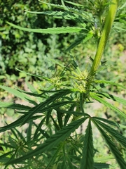 Cannabis sativa