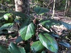 Dendrocnide photiniiphylla