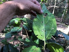 Dendrocnide photiniiphylla