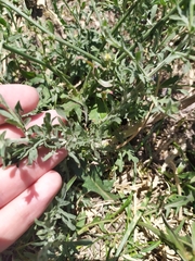 Centaurea diffusa