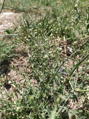 Centaurea diffusa