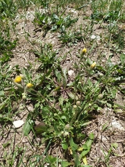 Crepis foetida rhoeadifolia