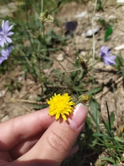 Crepis foetida rhoeadifolia