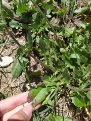 Crepis foetida rhoeadifolia