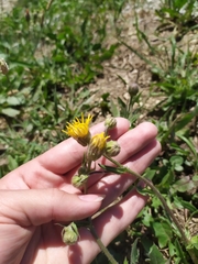 Crepis foetida rhoeadifolia