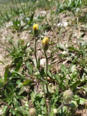 Crepis foetida rhoeadifolia