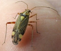 Rhabdomiris striatellus