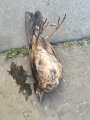 Turdus merula