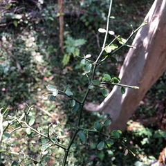 Everistia vacciniifolia nervosa