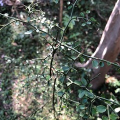 Everistia vacciniifolia nervosa