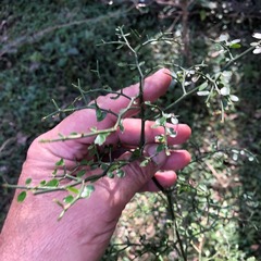 Everistia vacciniifolia nervosa