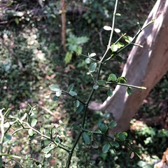 Everistia vacciniifolia nervosa