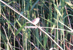 Acrocephalus agricola