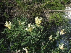 Astragalus albicaulis